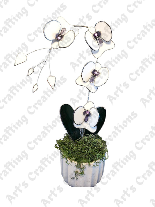 Stained Glass Orchid - White with Purple Center